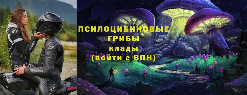 Галлюциногенные грибы Cubensis  Карабулак 